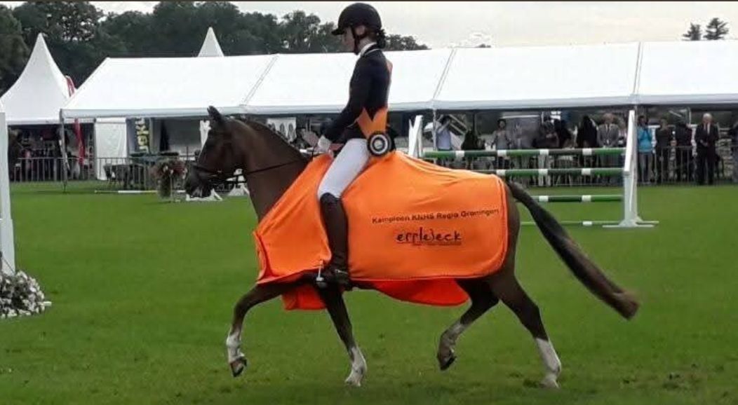welsh allround-pony merrie 17 ετών vos προς πώληση - Φωτογραφία 3