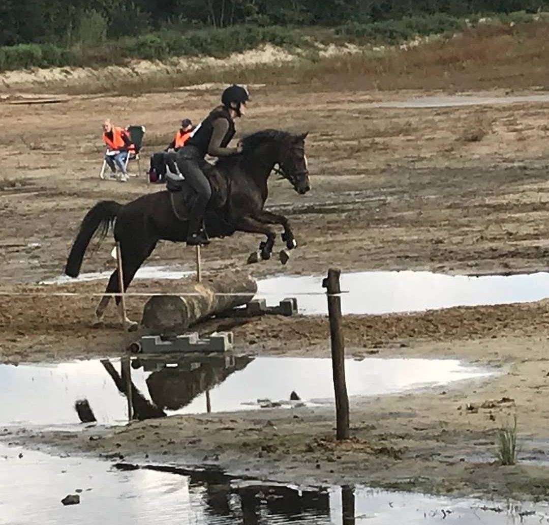 welsh allround-pony merrie 17 ετών vos προς πώληση - Φωτογραφία 4
