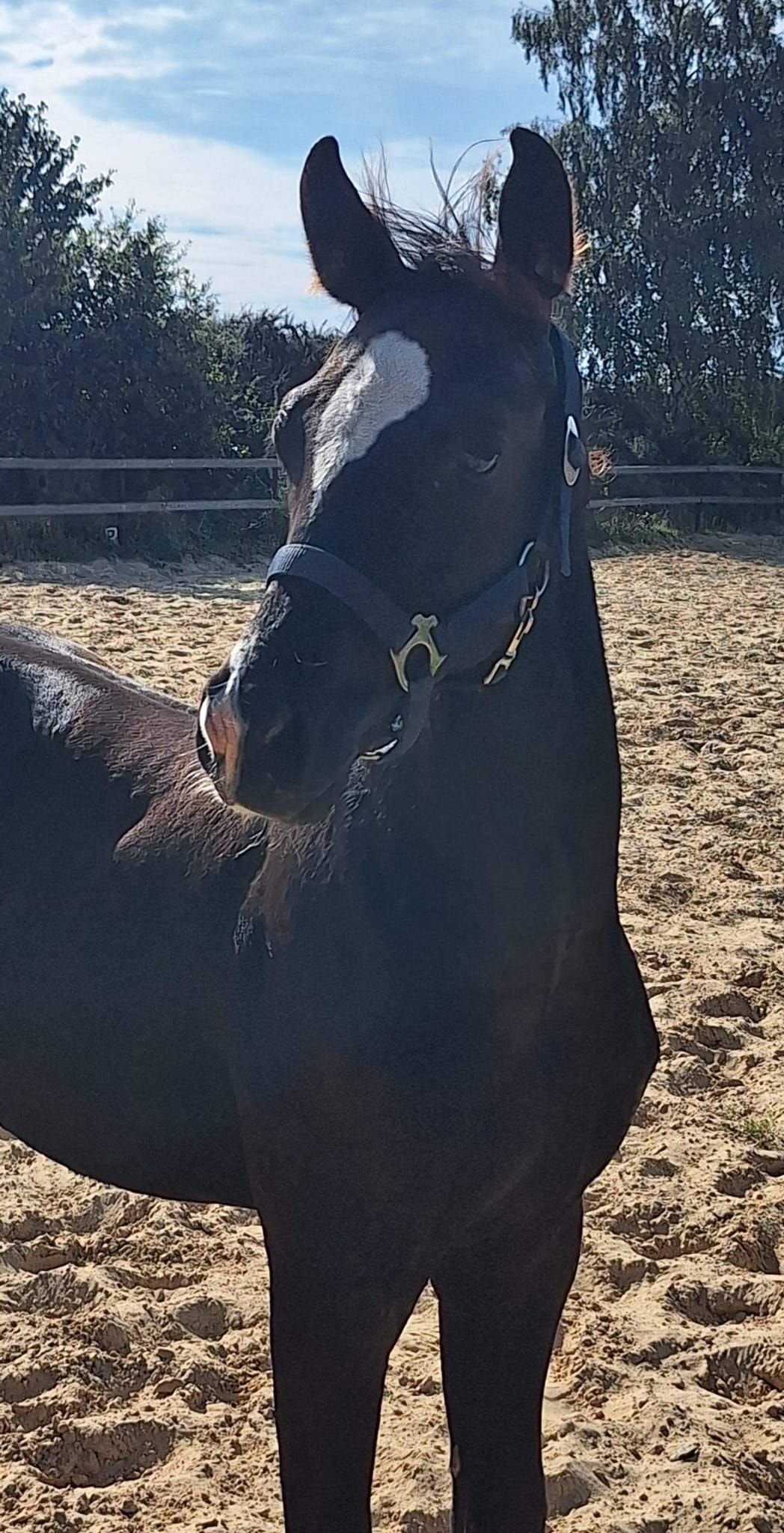 kwpn dressuurpaard hengst 0 ani zwart de vânzare - Foto 2