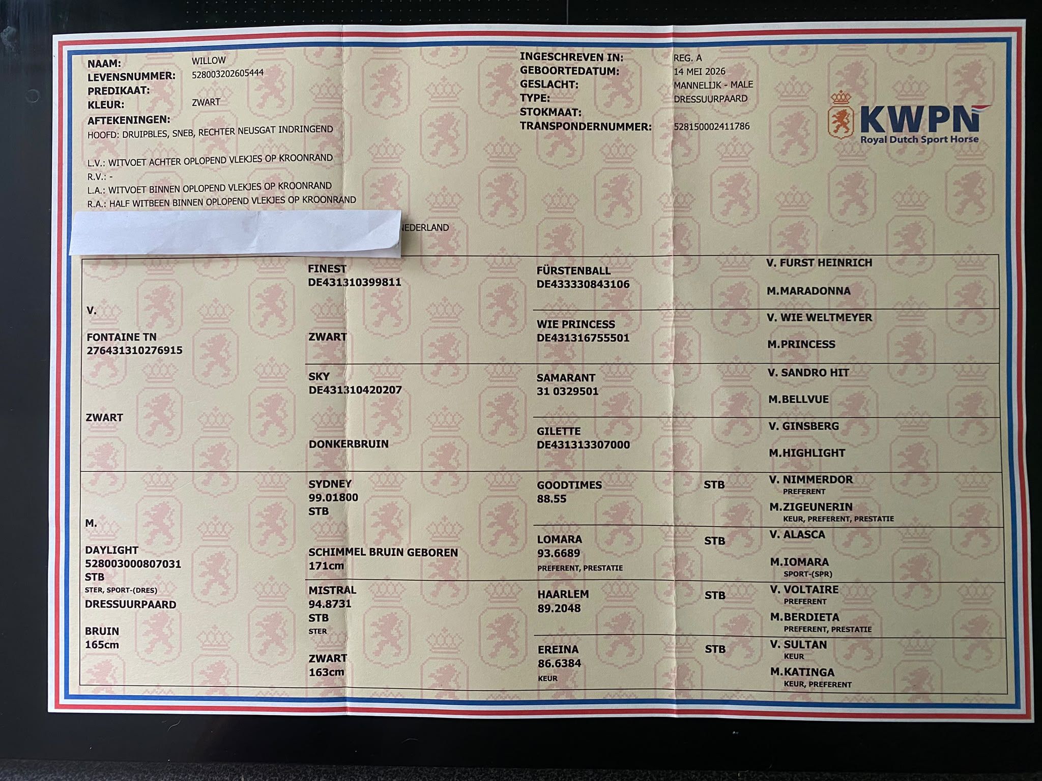 kwpn dressuurpaard hengst 0 ani zwart de vânzare - Foto 3