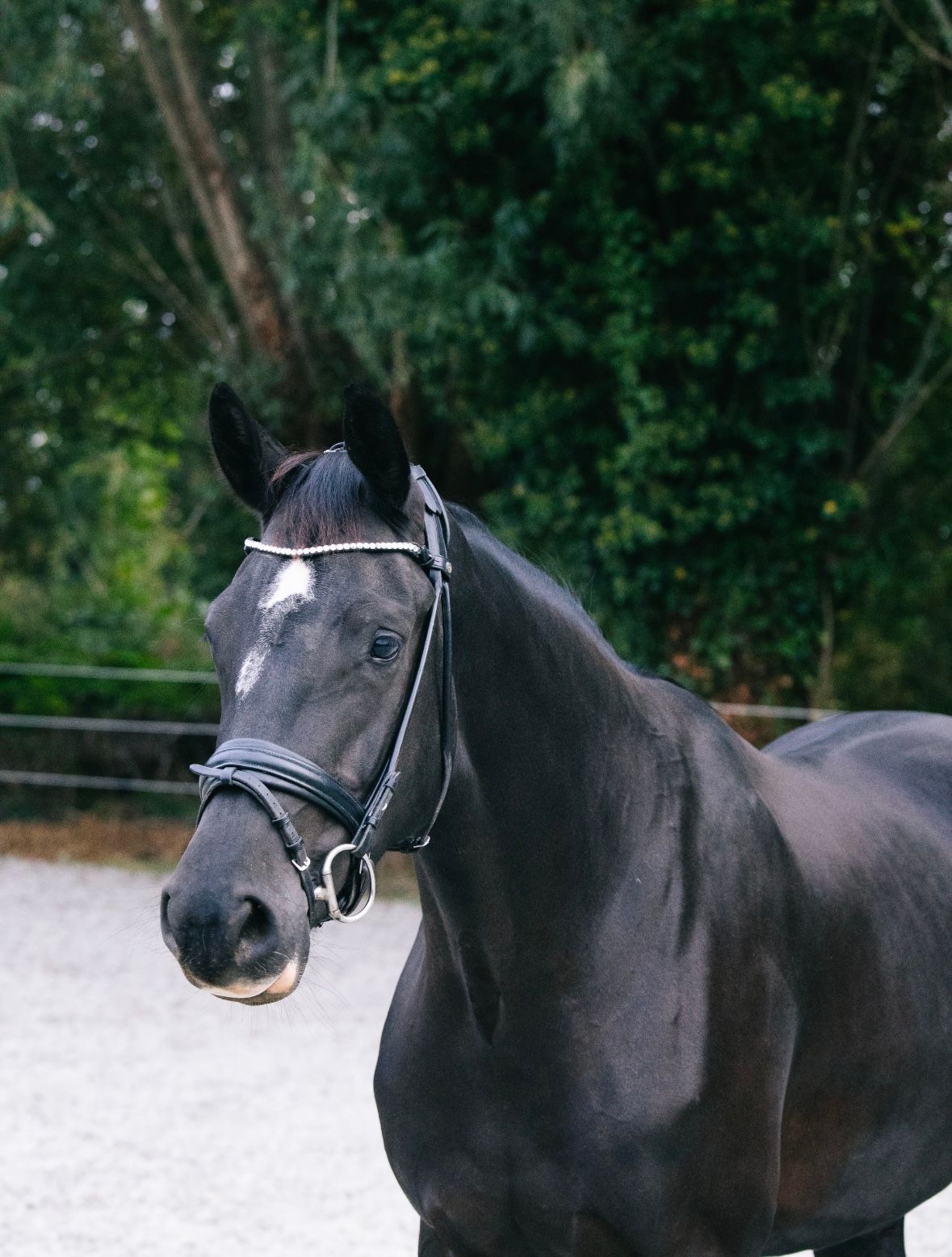 Three-year-old dressage mare
