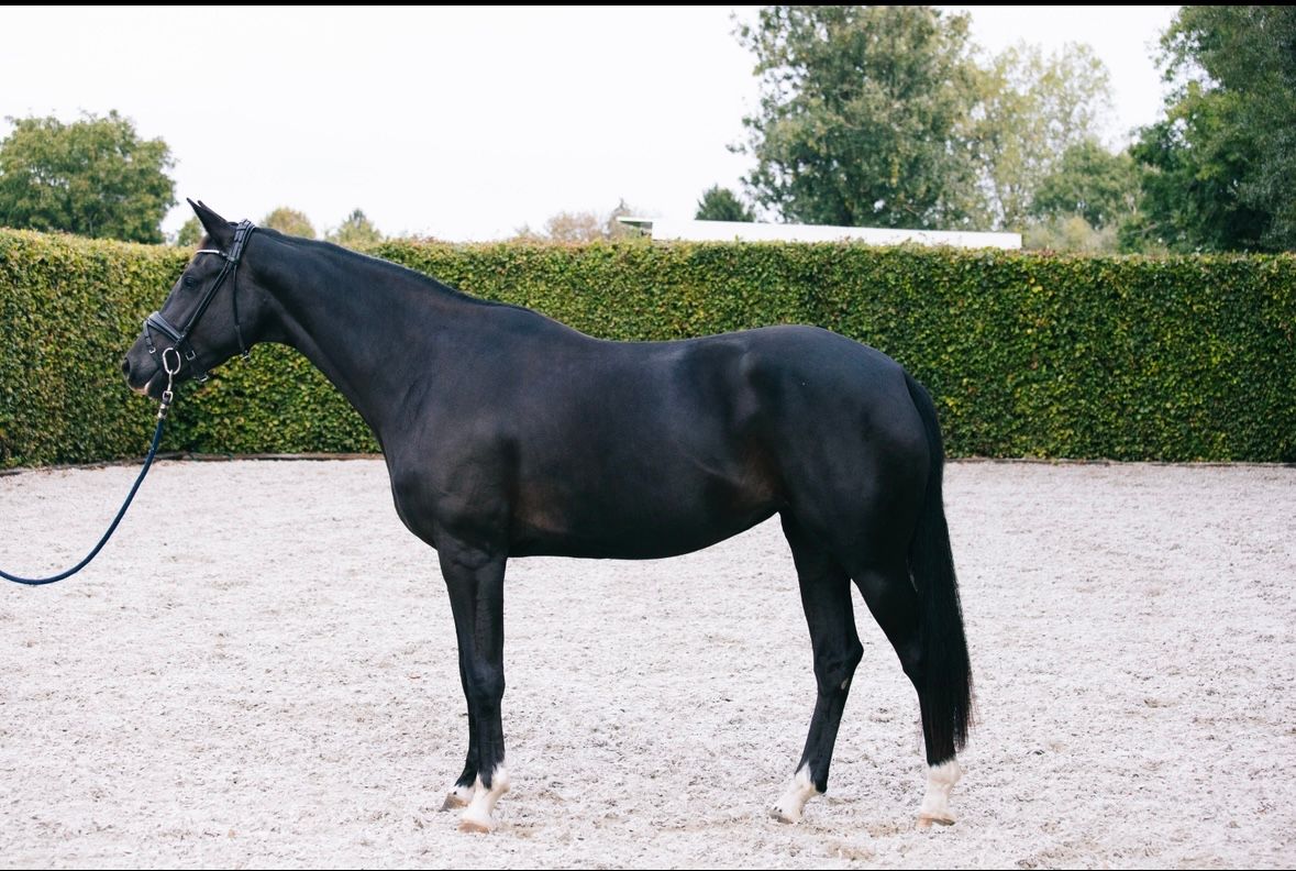 kwpn dressuurpaard merrie 3 years old zwart for sale - Photo 2