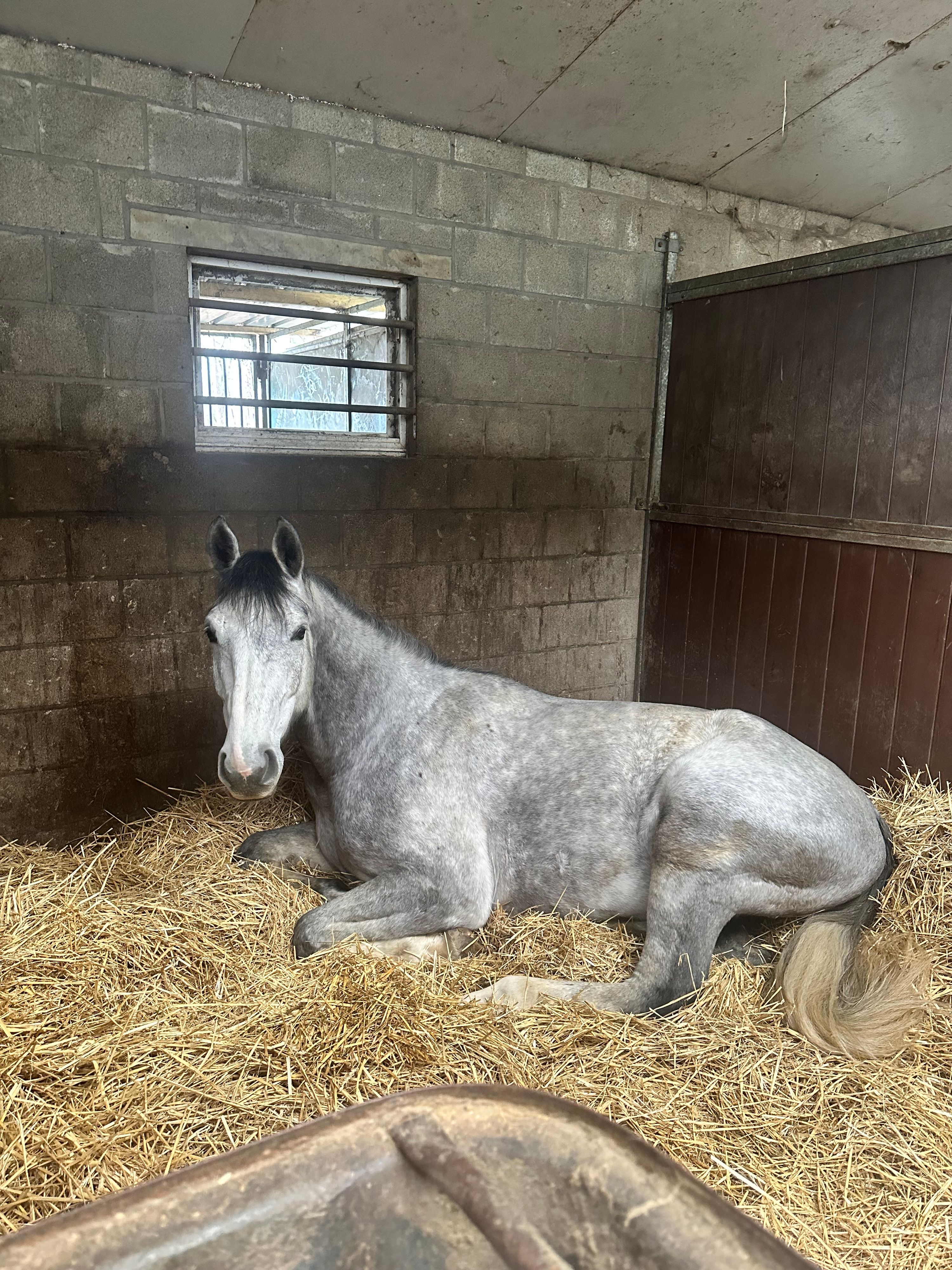bwp springpaard ruin 5 ans schimmel à vendre - Photo 5