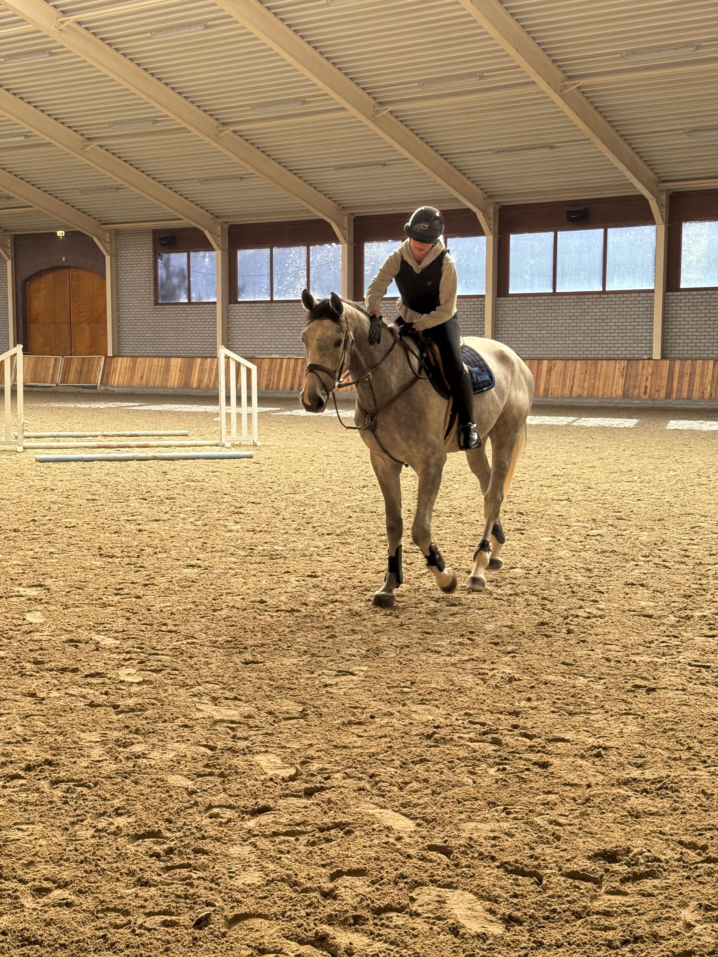 Gentil hongre de 5 ans à vendre
