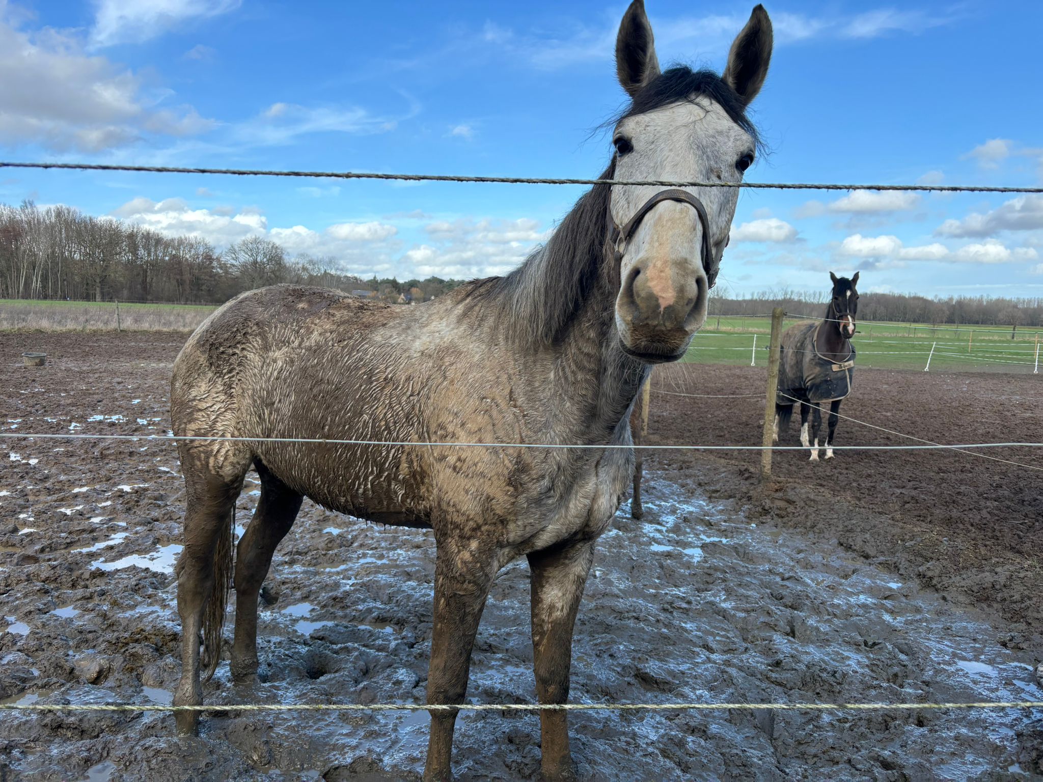 bwp springpaard ruin 5 ans schimmel à vendre - Photo 4