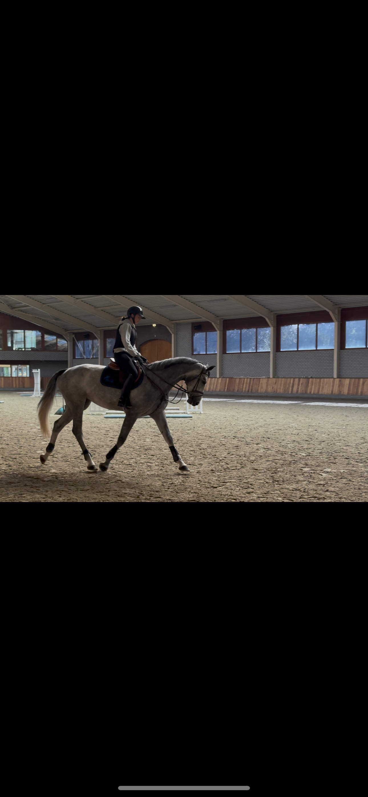 bwp springpaard ruin 5 ans schimmel à vendre - Photo 3