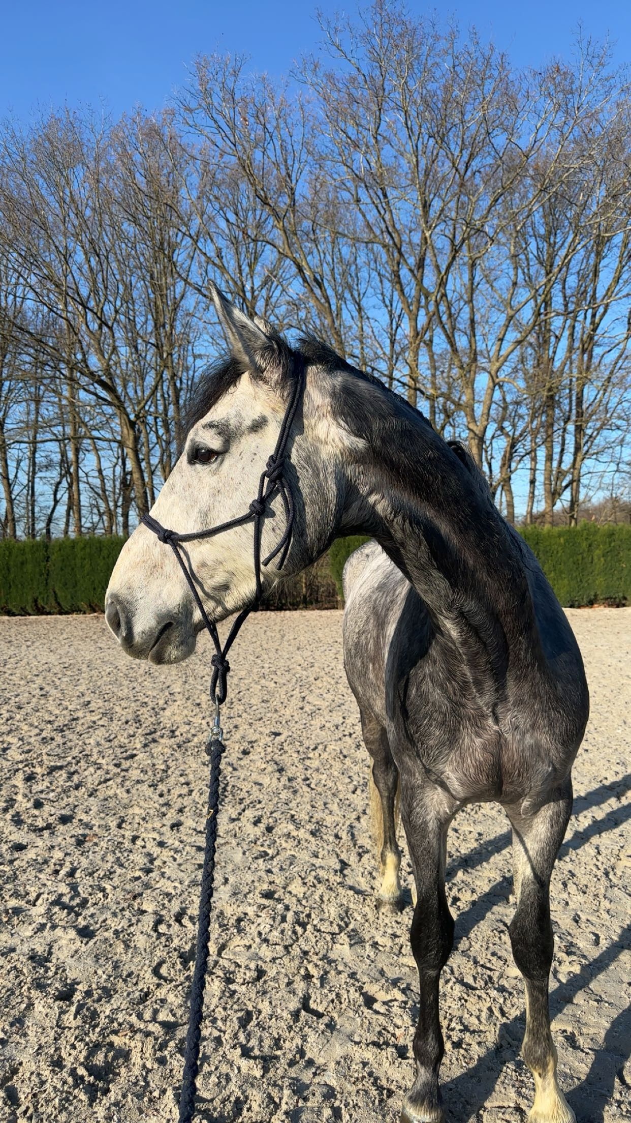 bwp springpaard ruin 5 ans schimmel à vendre - Photo 6