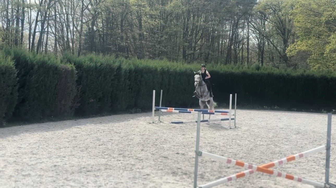 bwp springpaard ruin 5 ans schimmel à vendre - Photo 2