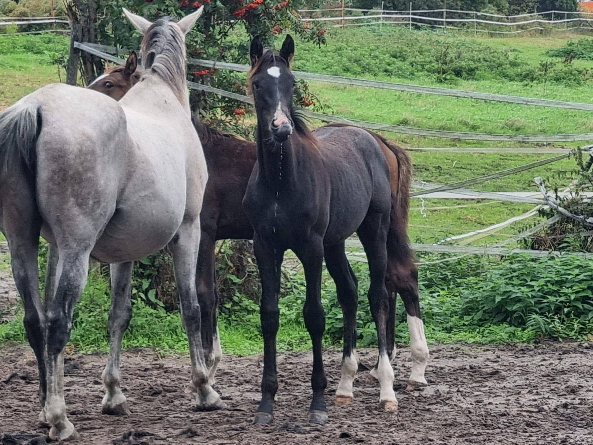 kwpn springpaard merrie 0 anni schimmel in vendita - Foto 2