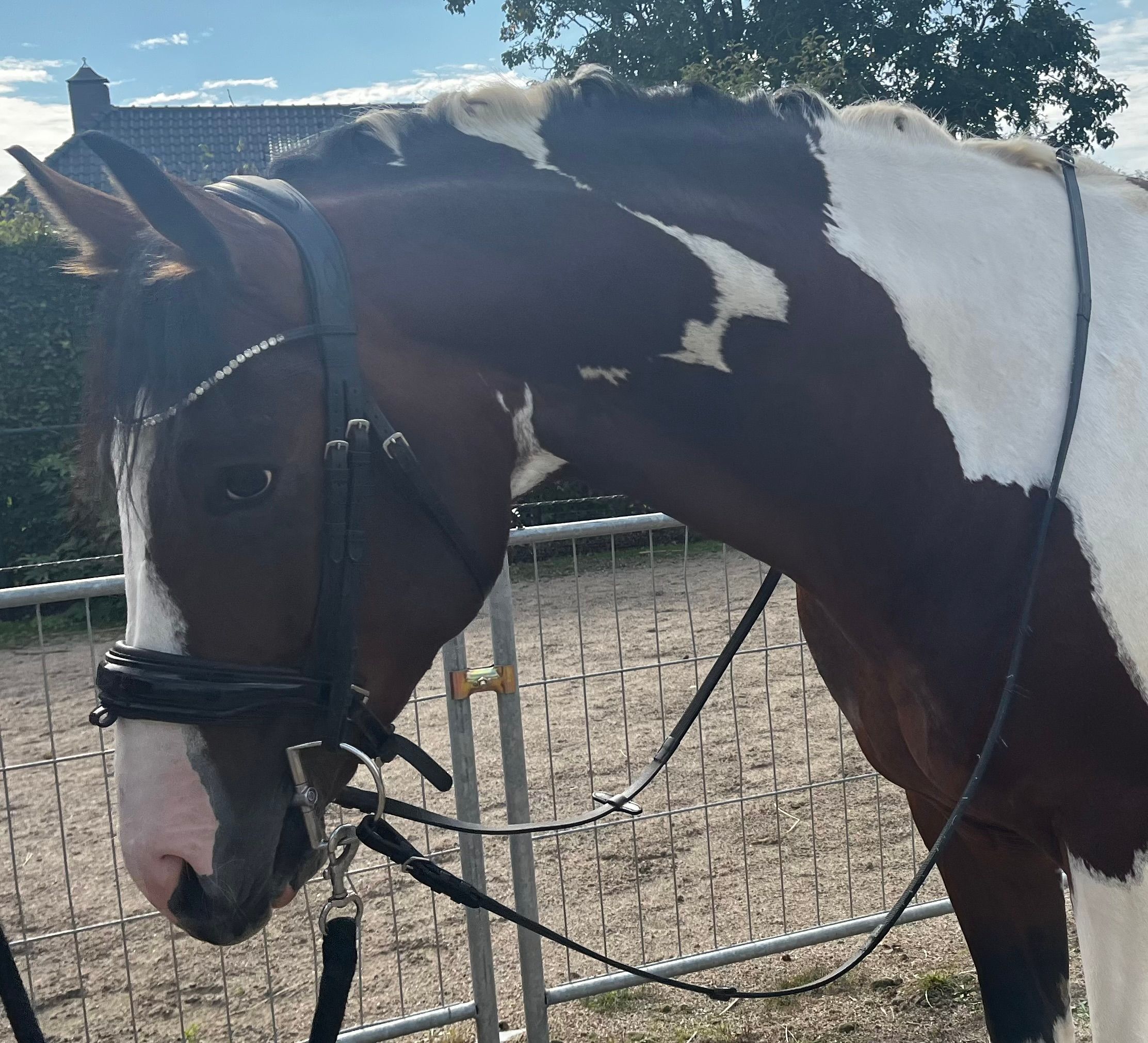 kwpn dressuurpaard hengst 3 ετών andere-kleur προς πώληση - Φωτογραφία 4