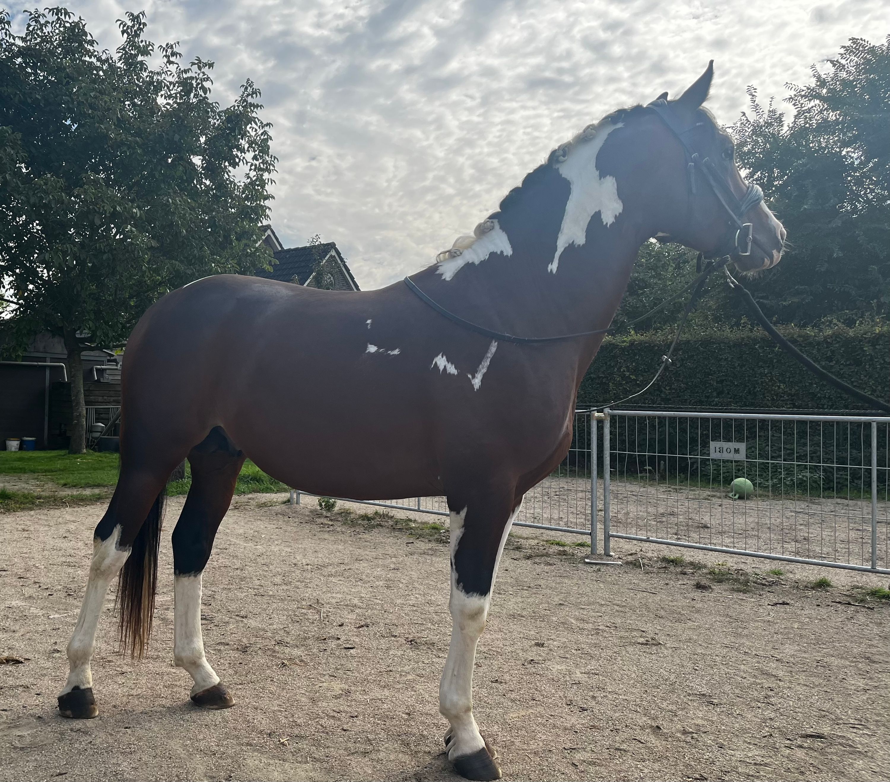 kwpn dressuurpaard hengst 3 ετών andere-kleur προς πώληση - Φωτογραφία 5
