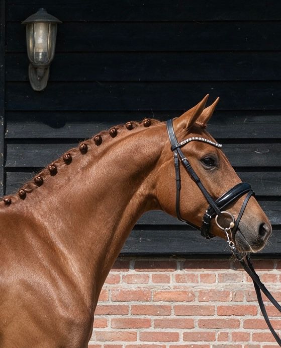 Talentfuld KWPN-hoppe