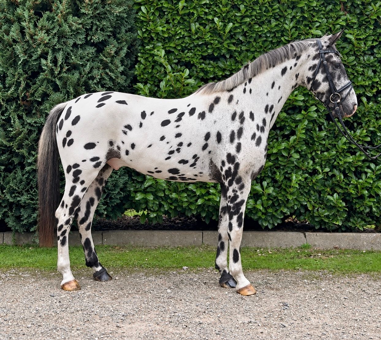 Hongre Appaloosa remarquable