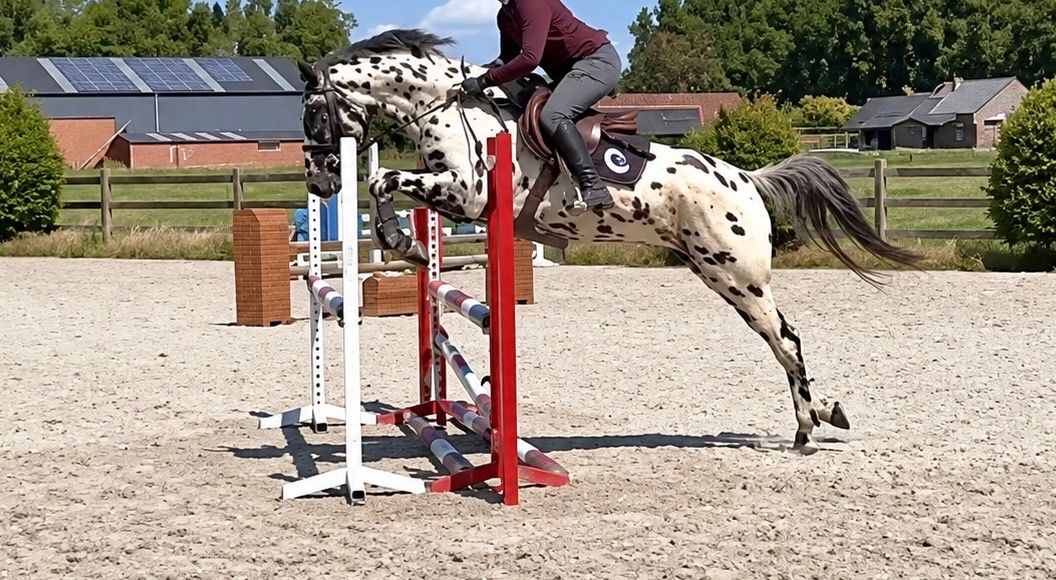 bwp recreatie-paard ruin 5 ans andere-kleur à vendre - Photo 3