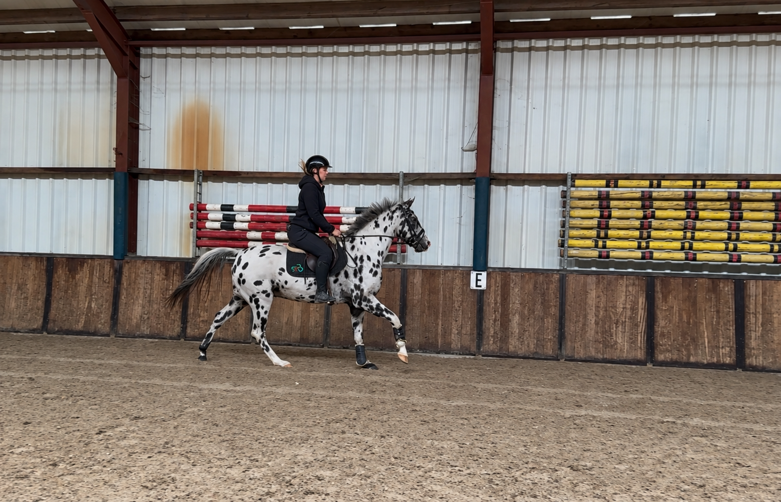 bwp recreatie-paard ruin 5 ans andere-kleur à vendre - Photo 4
