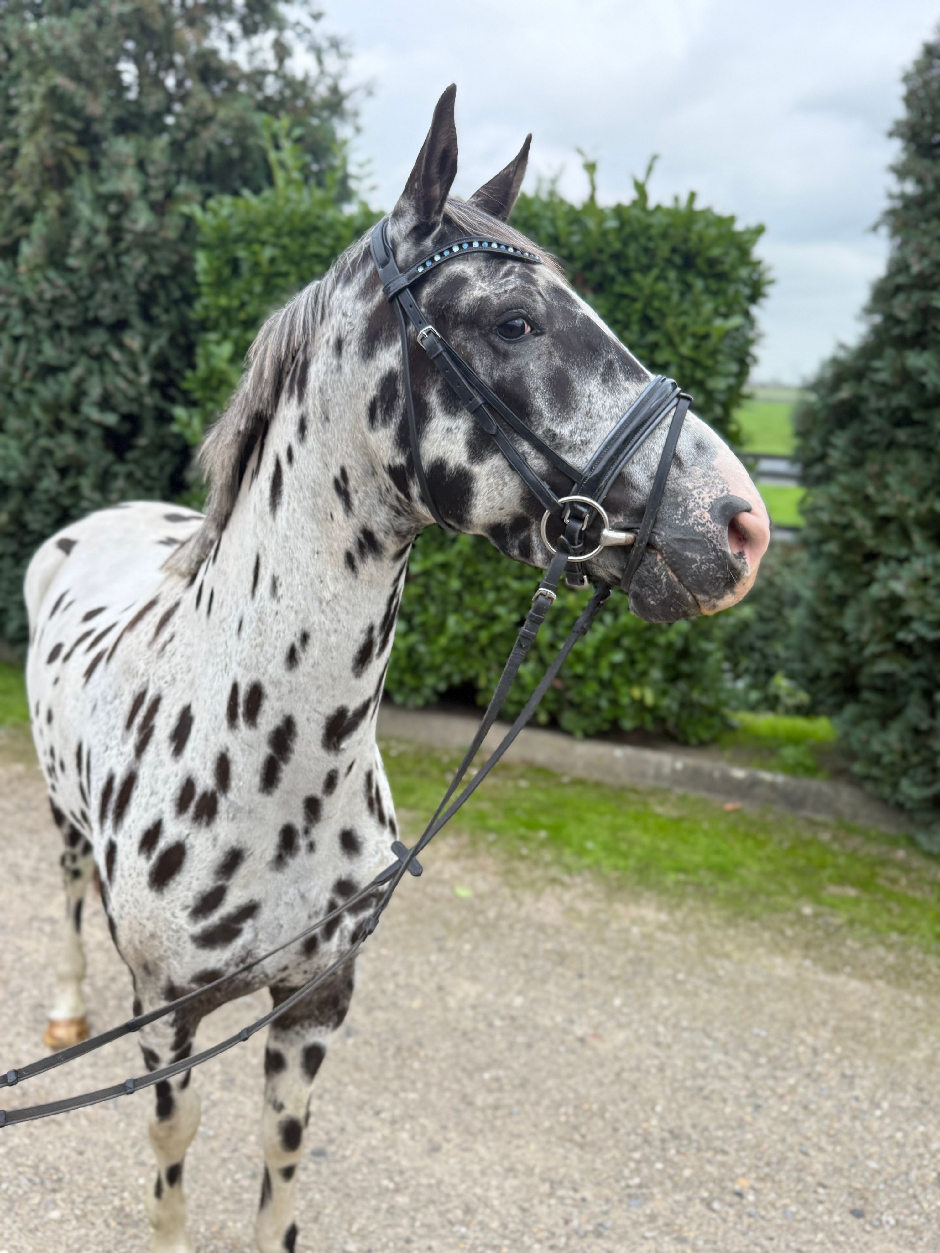 bwp recreatie-paard ruin 5 ans andere-kleur à vendre - Photo 2