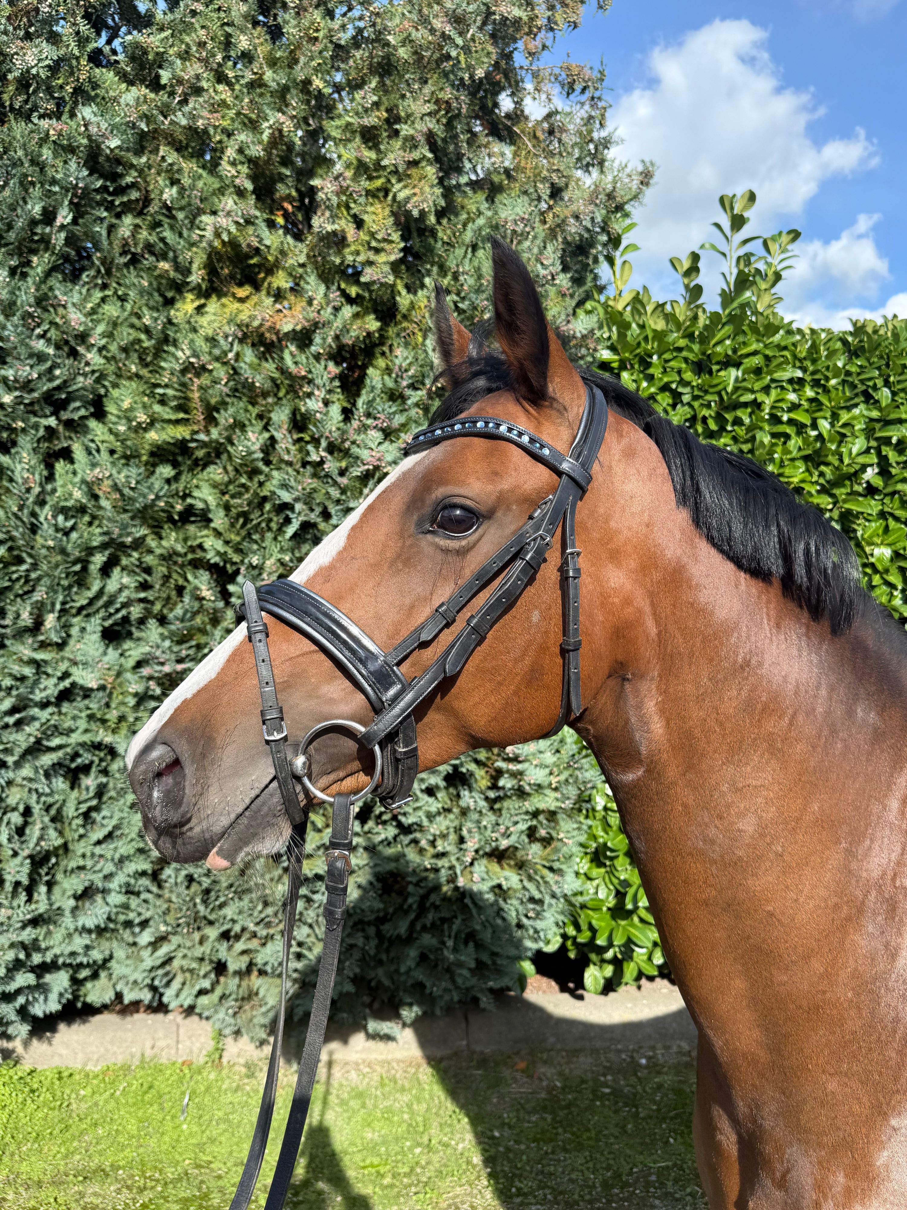 nrps allround-pony merrie 7 岁 donkerbruin 出售 - 照片 3