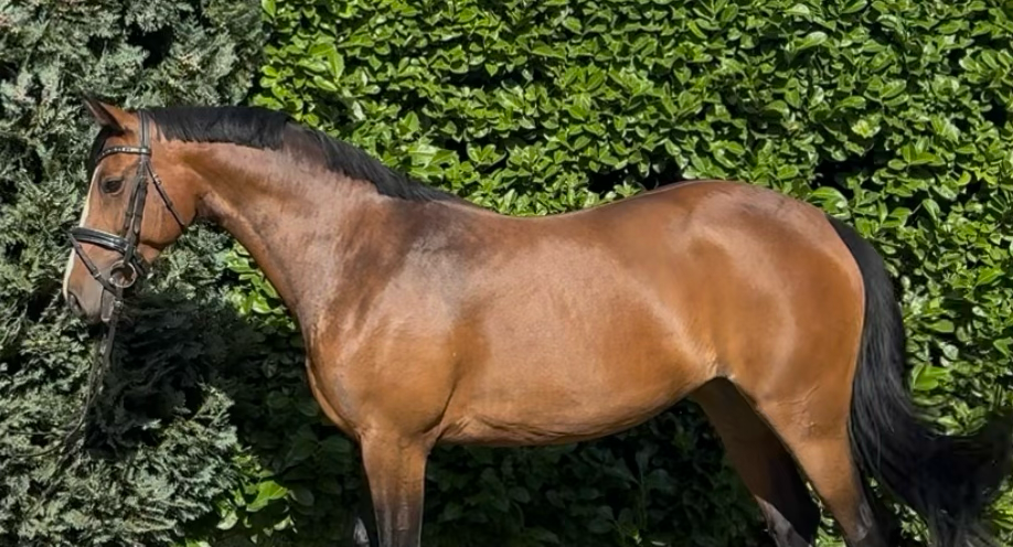 nrps allround-pony merrie 7 岁 donkerbruin 出售 - 照片 2