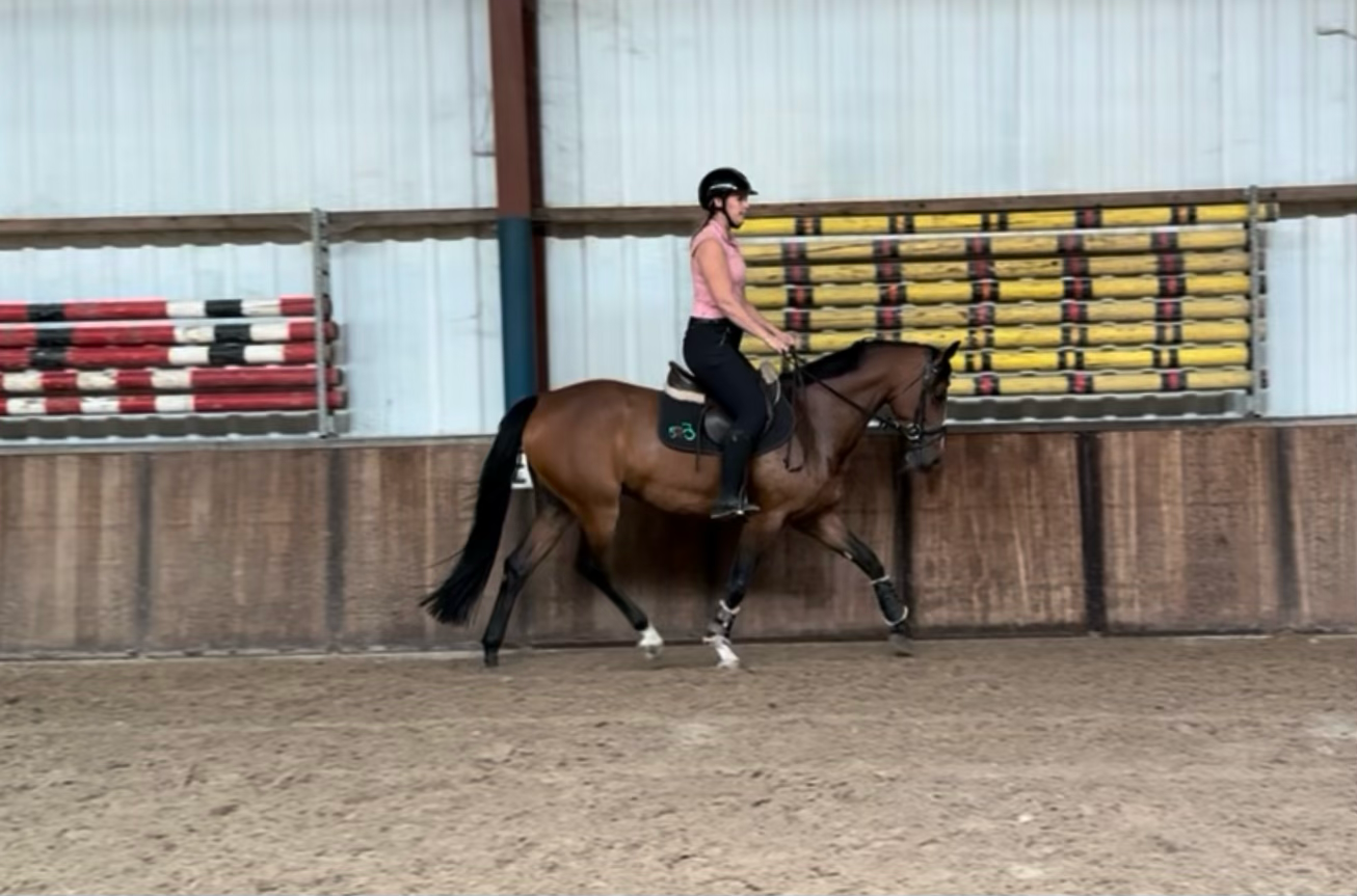 nrps allround-pony merrie 7 岁 donkerbruin 出售 - 照片 6