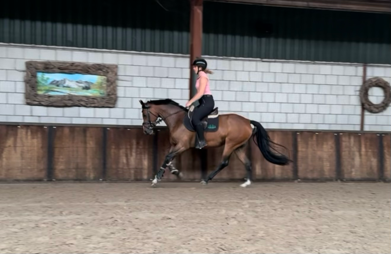 nrps allround-pony merrie 7 岁 donkerbruin 出售 - 照片 4