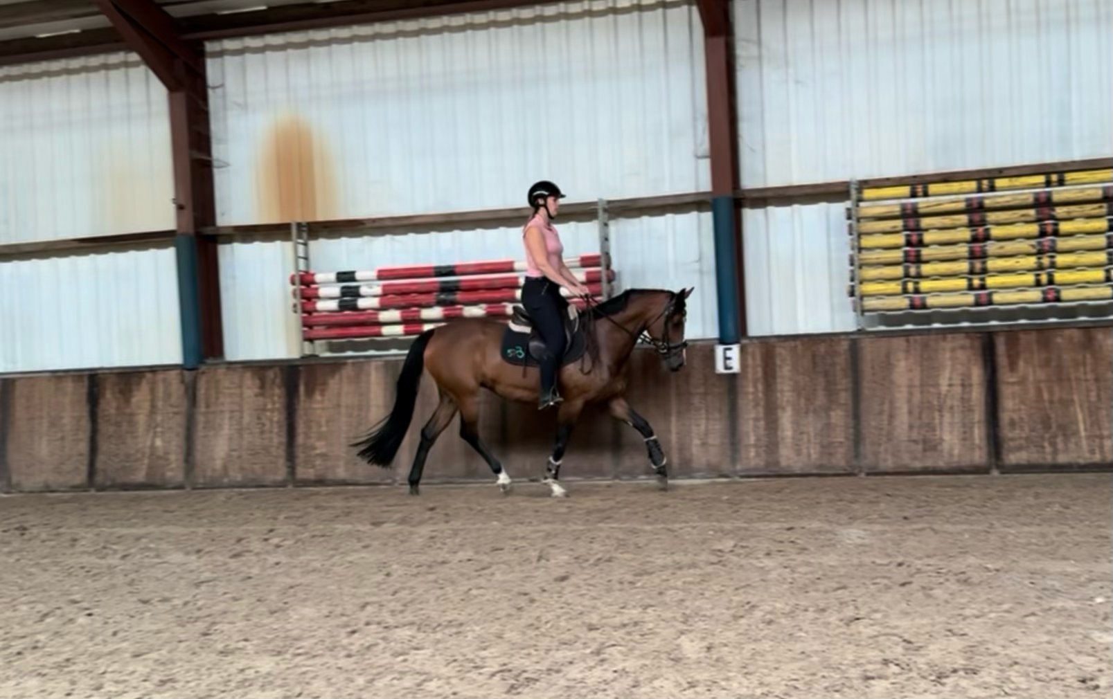 nrps allround-pony merrie 7 岁 donkerbruin 出售 - 照片 5