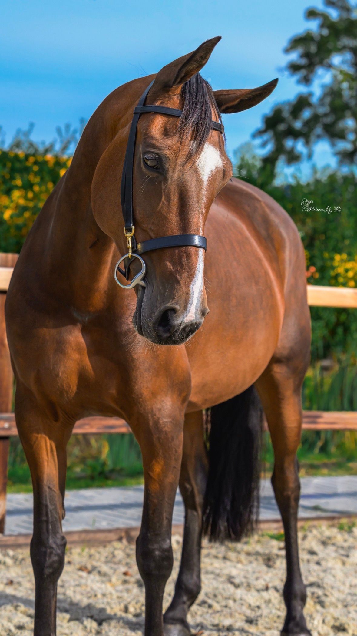 kwpn springpaard merrie 10 Jahre alt bruin zu verkaufen - Foto 3
