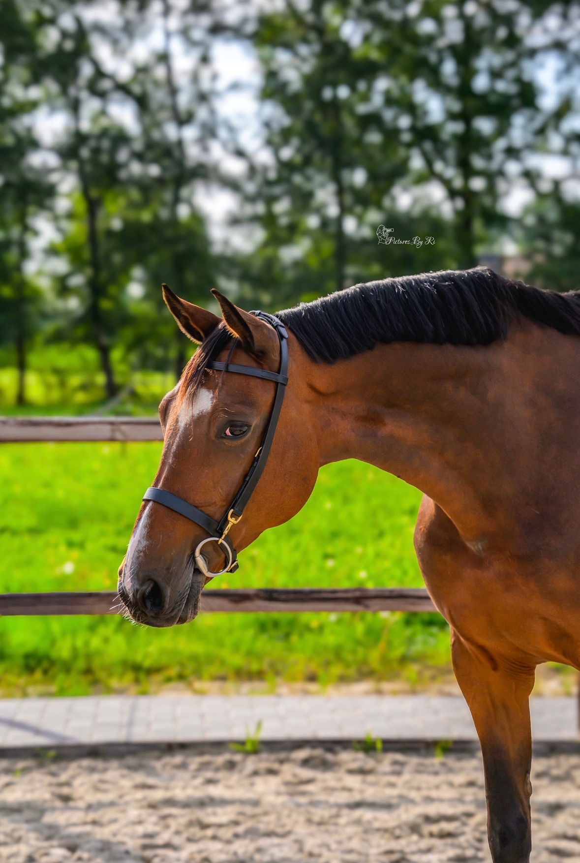 kwpn springpaard merrie 10 Jahre alt bruin zu verkaufen - Foto 5