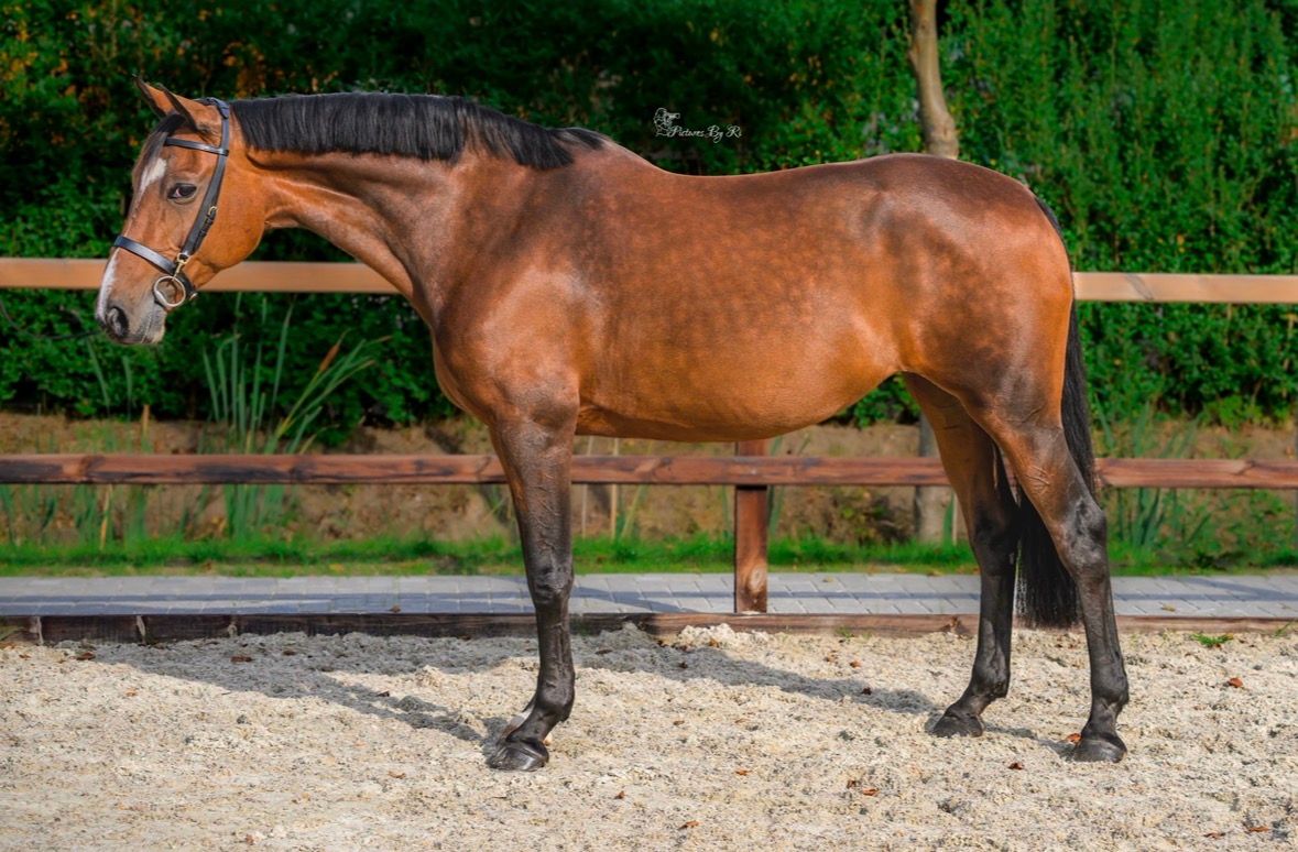 10-year-old KWPN mare