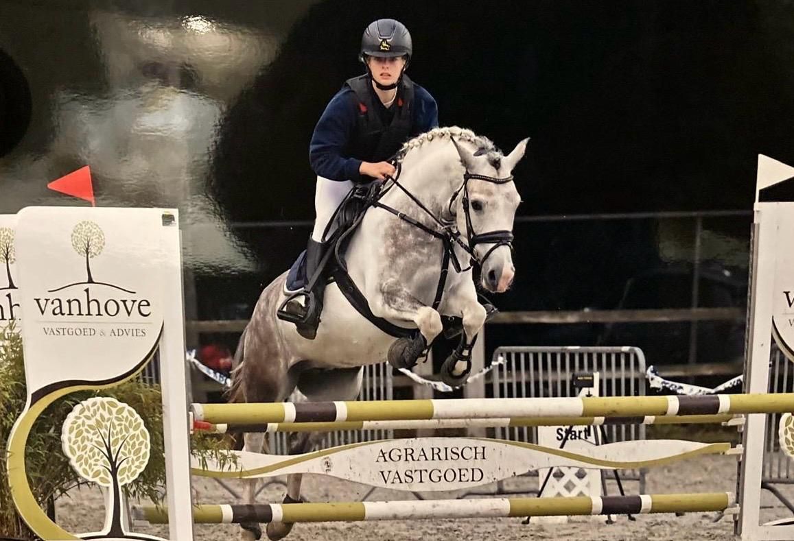allround-pony merrie 6 岁 andere-kleur 出售 - 照片 2