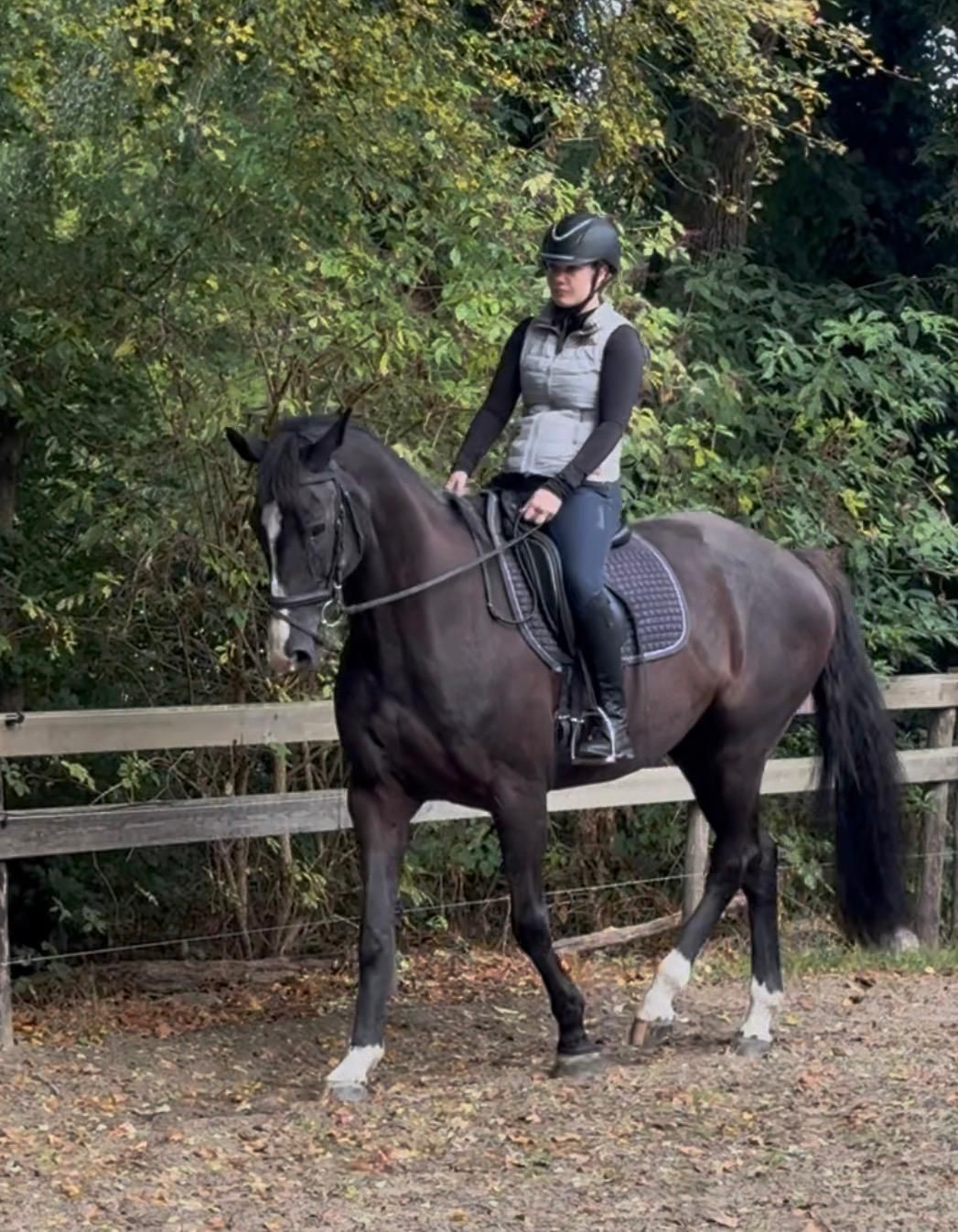 kwpn dressuurpaard merrie 14 år zwart till salu - Foto 2