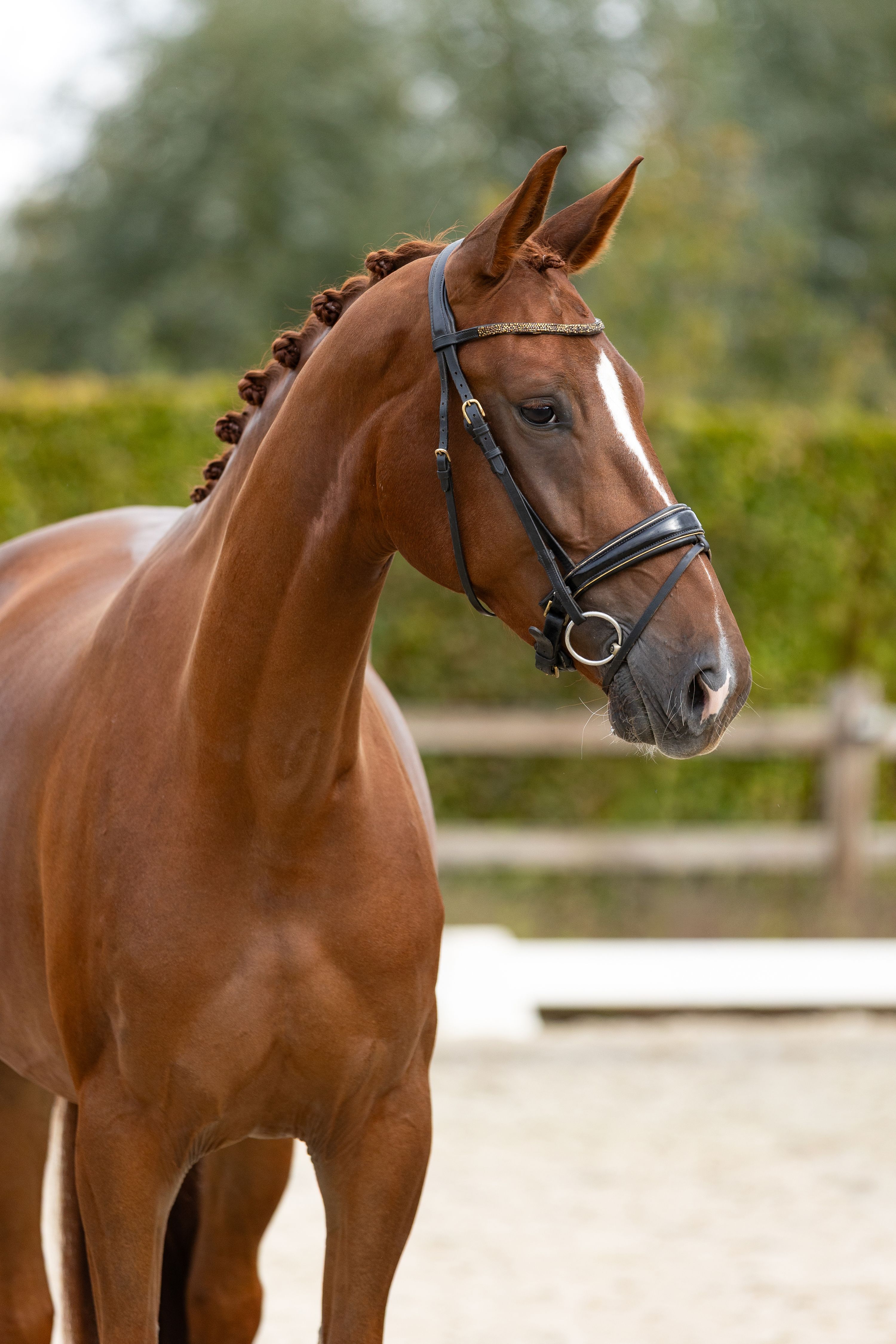 4 jarige merrie met super karakter