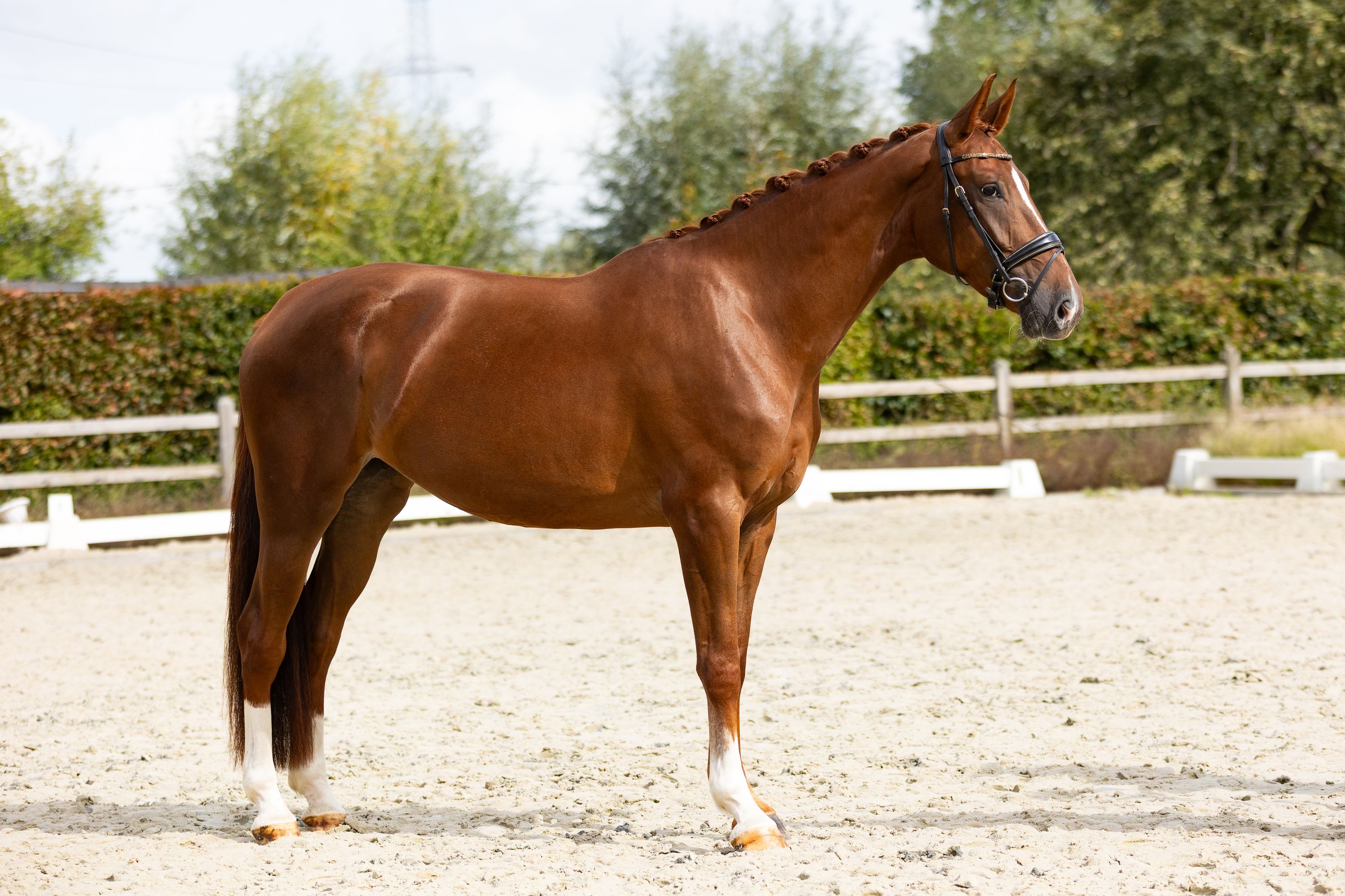 For Real X Gribaldi dressuurpaard merrie 4 jaar vos te koop - Foto 2