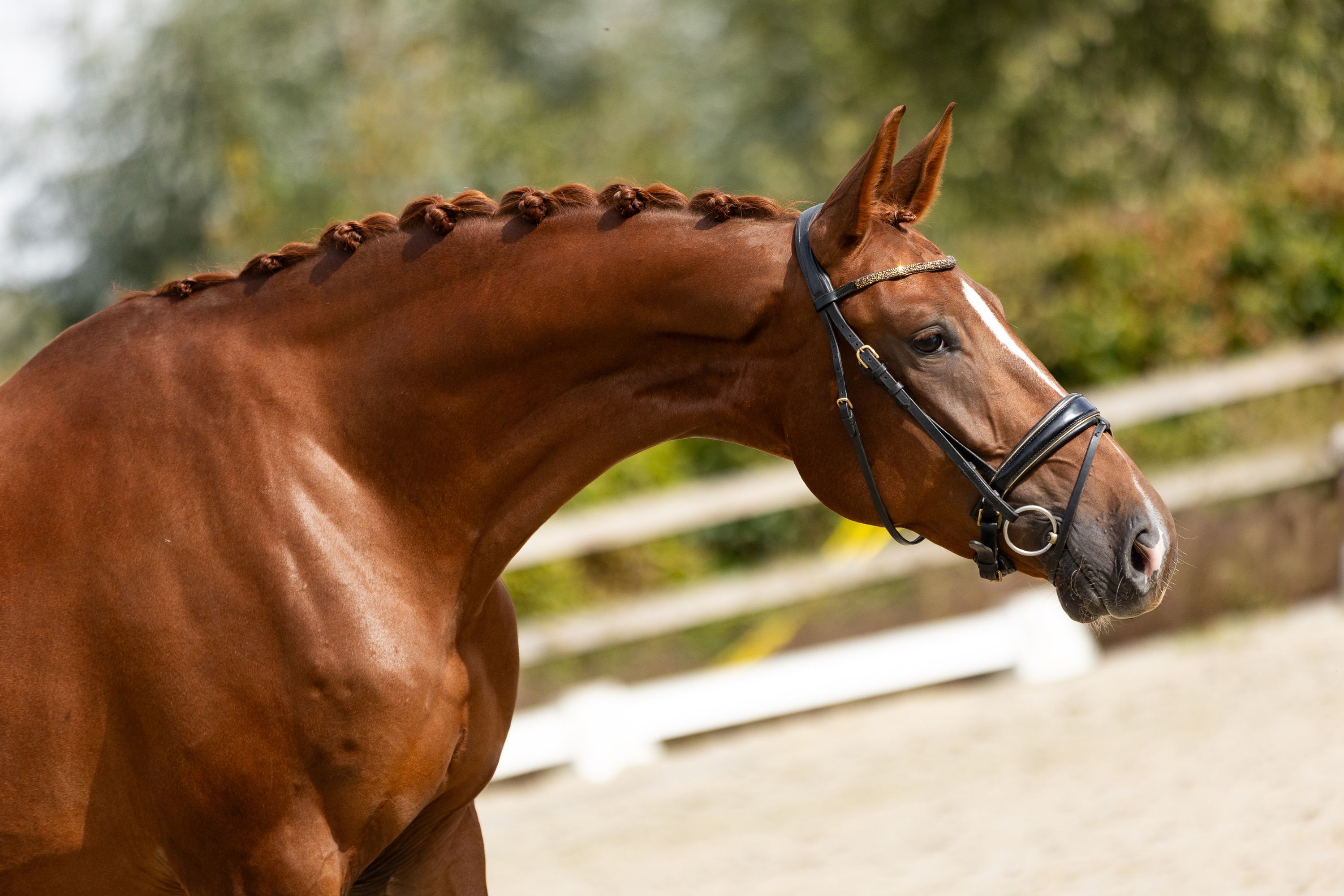 For Real X Gribaldi dressuurpaard merrie 4 jaar vos te koop - Foto 3