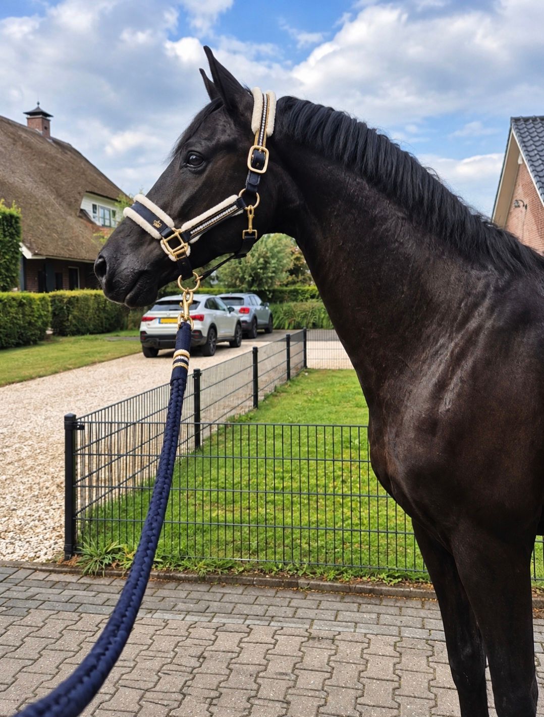 kwpn dressuurpaard ruin 10 år zwart till salu - Foto 4