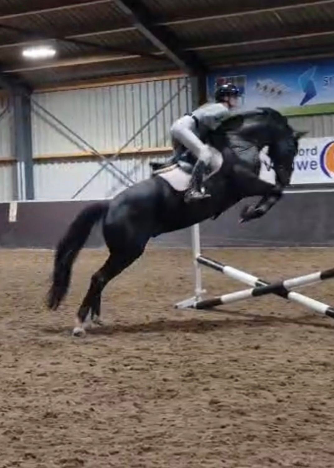kwpn dressuurpaard ruin 10 år zwart till salu - Foto 2