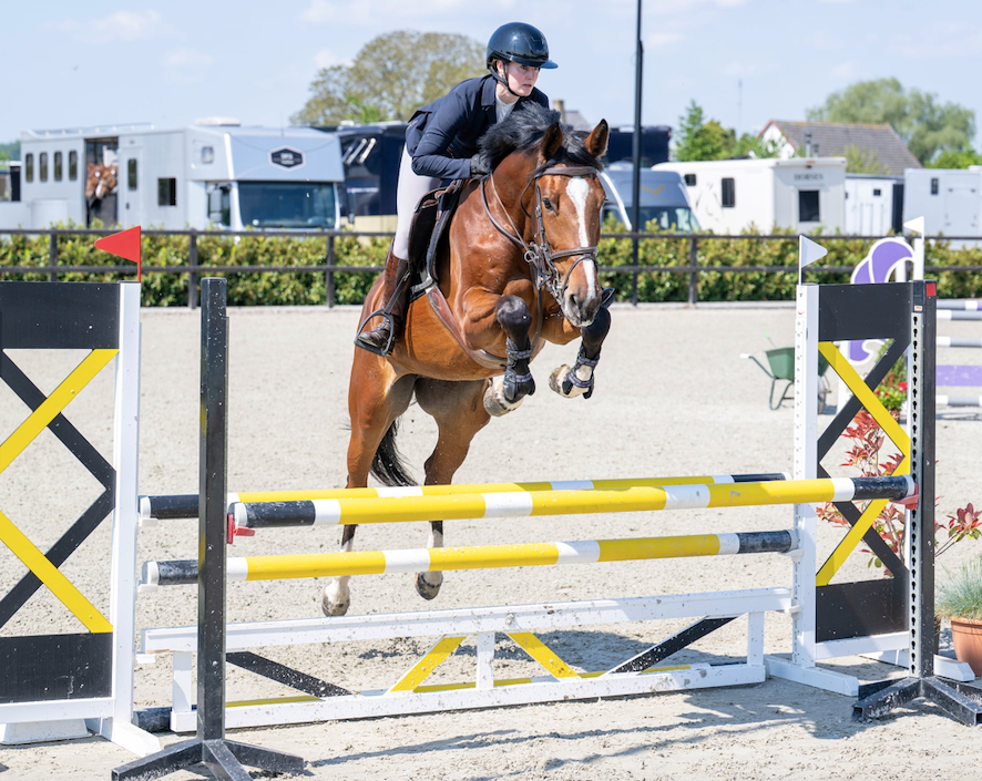Directement de l'éleveur : jument de saut d'obstacles de 7 ans avec beaucoup de qualité