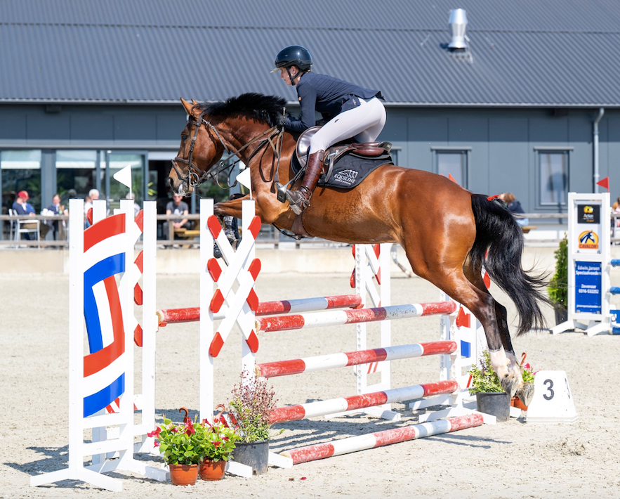 kwpn springpaard merrie 7 ετών bruin προς πώληση - Φωτογραφία 2