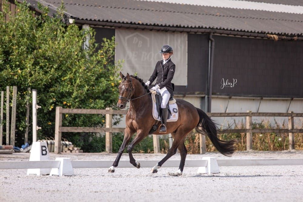 bwp dressuurpaard ruin 6 years old donkerbruin for sale - Photo 5