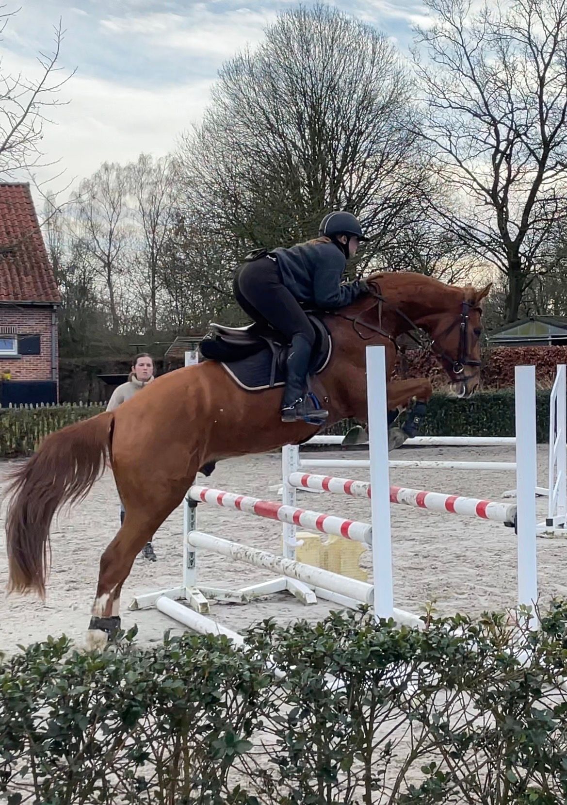 zangersheide springpony ruin 4 jaar vos te koop - Foto 5
