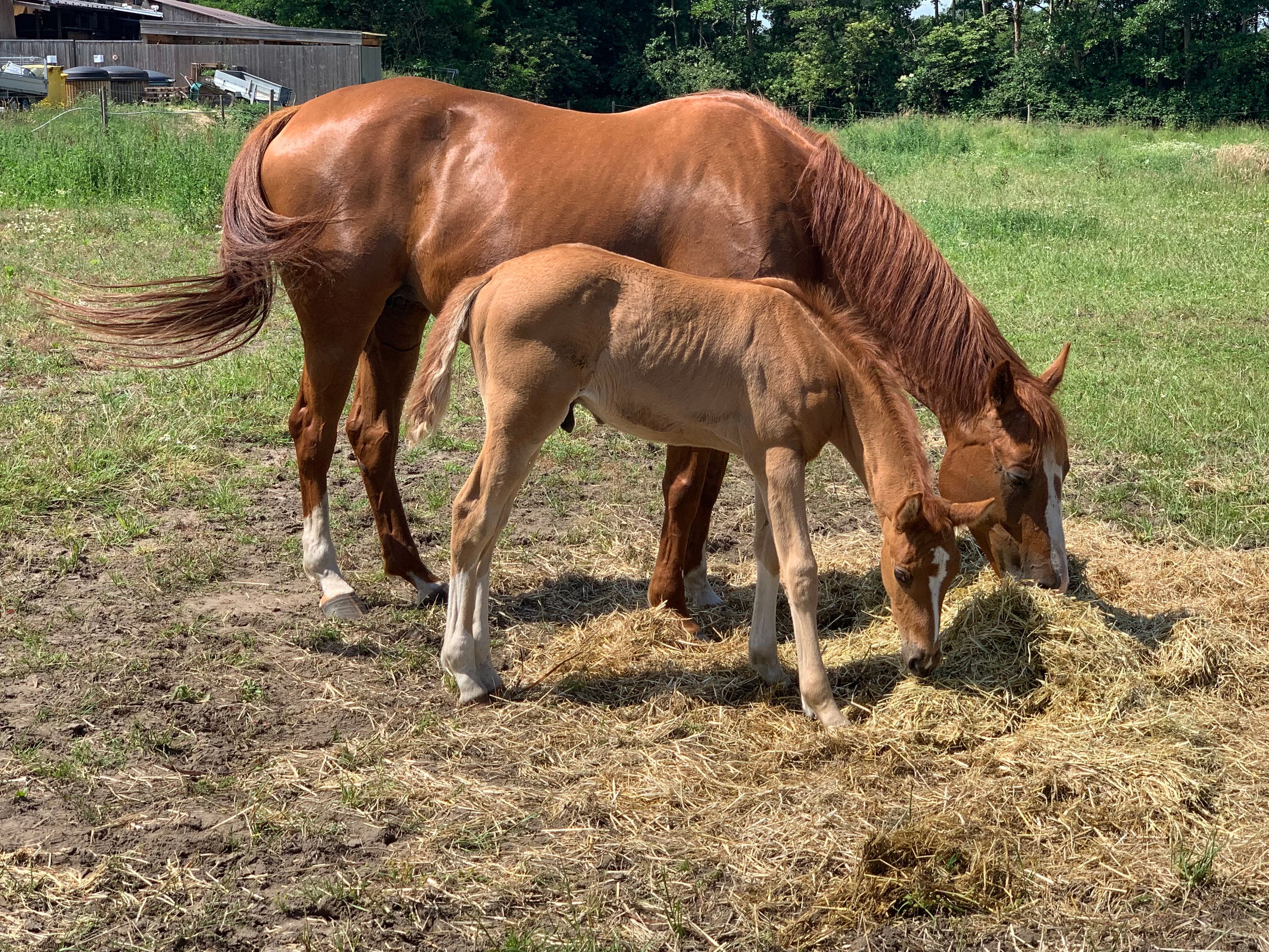 zangersheide springpony ruin 4 jaar vos te koop - Foto 6
