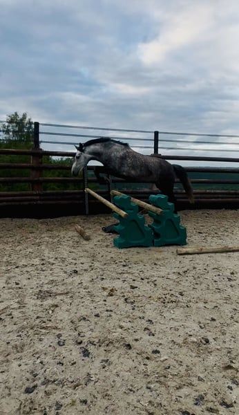 ander allround-pony merrie 7 años schimmel en venta - Foto 2