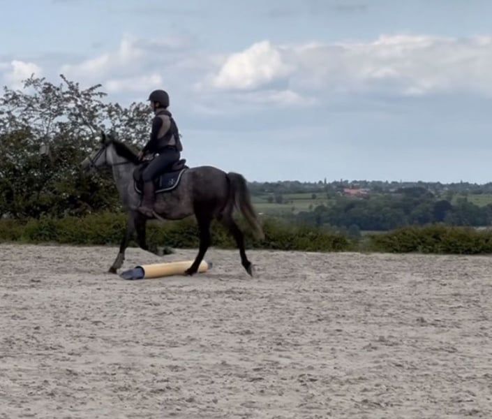 ander allround-pony merrie 7 años schimmel en venta - Foto 4