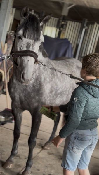 ander allround-pony merrie 7 años schimmel en venta - Foto 3