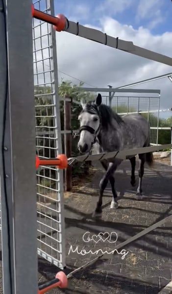 ander allround-pony merrie 7 años schimmel en venta - Foto 6