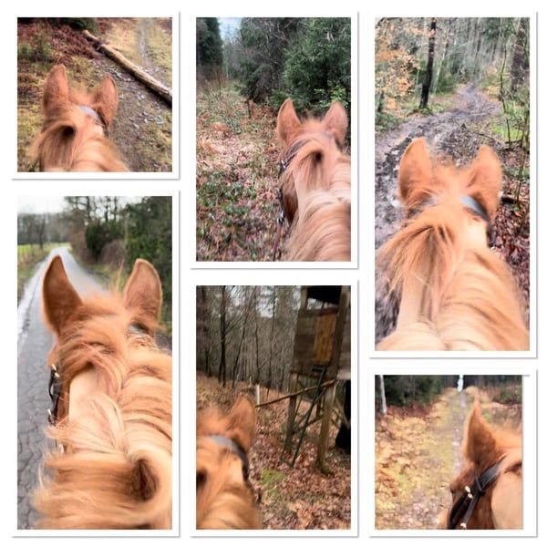 Poni 7 años paseos/rutas