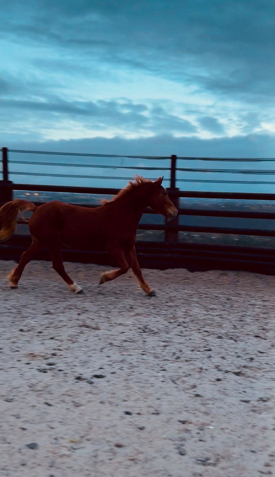 ander pony merrie 7 años vos en venta - Foto 5