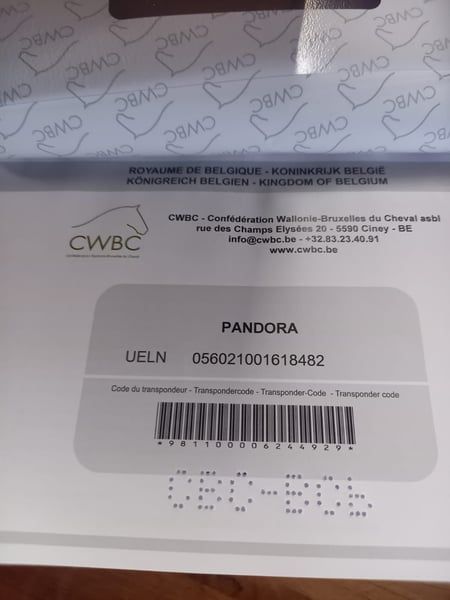 ander pony merrie 7 años vos en venta - Foto 4