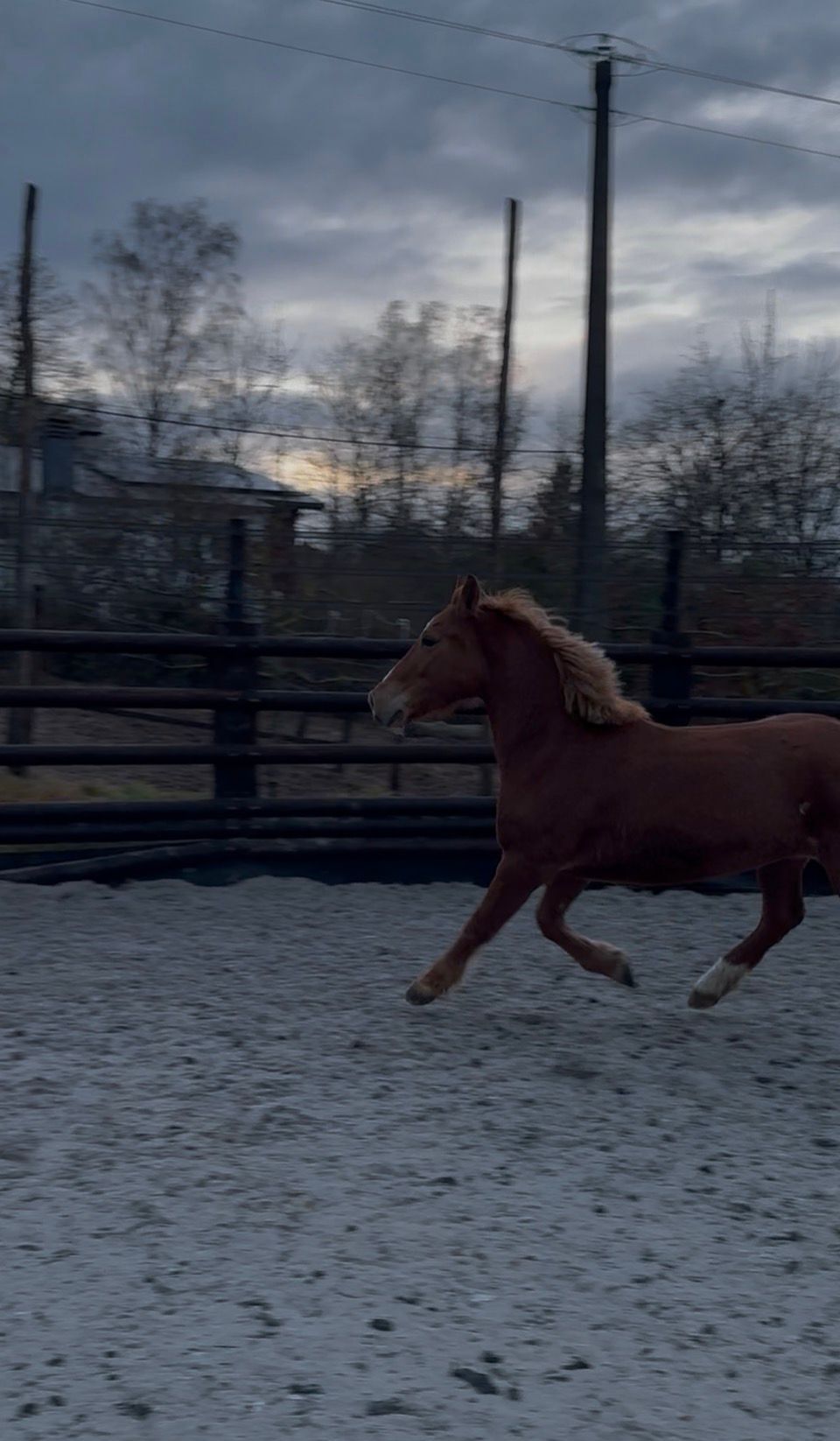 ander pony merrie 7 años vos en venta - Foto 6