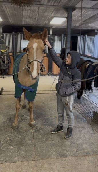 ander pony merrie 7 años vos en venta - Foto 3