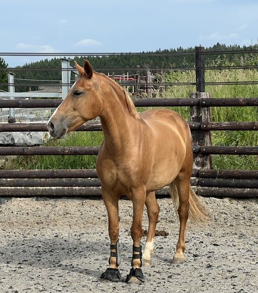 ander pony merrie 7 años vos en venta - Foto 2